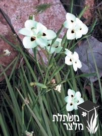 דיאטס - Dietes