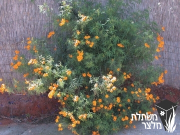 טגטס - Tagetes