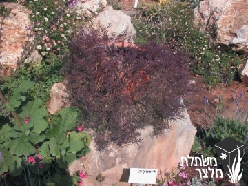 מיאופורון - Myoporum