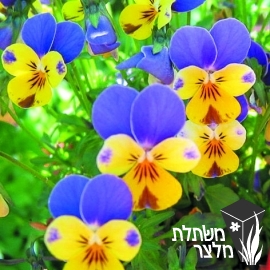 סיגל (אמנון ותמר) - Viola