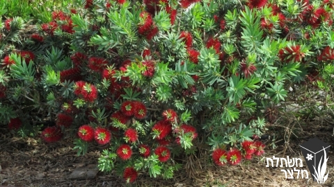 קליסטמון - Callistemon