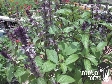 ריחן -  Ocimum