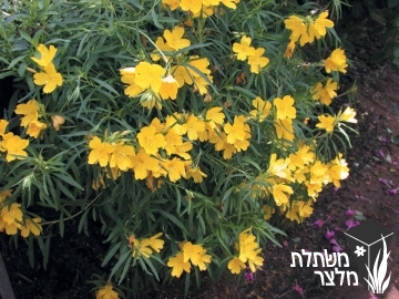 נר-לילה - Oenothera