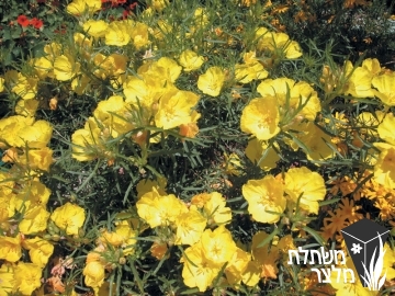 קלילופוס - Calylophus