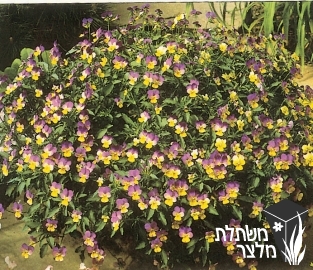 סיגל (אמנון ותמר) - Viola
