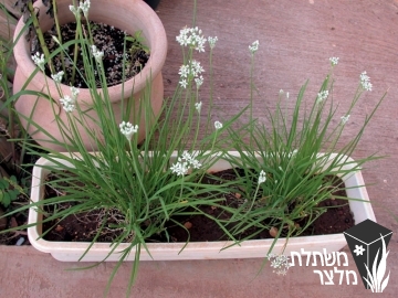 שום - Allium