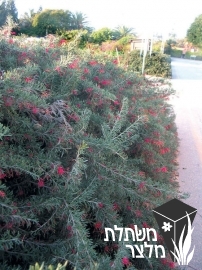 גרווילאה - Grevillea