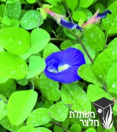 קליטוריה - Clitoria