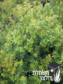 אוג - Rhus