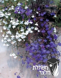 לובליה - Lobelia