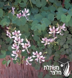 בוהיניית - Bauhinia