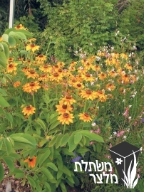 רודבקיה - Rudbeckia