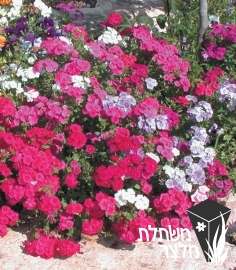 שלהב - Phlox