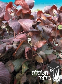 אקליפה - Acalypha