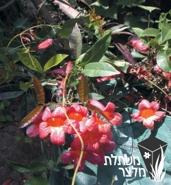 ביגנוניית - Bignonia