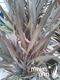 פורמיון - Phormium