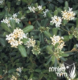 פיטוספורום - Pittospormum