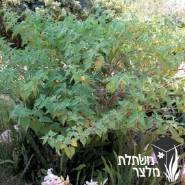 בוען - Physalis