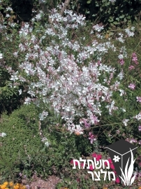 גאורה - Gaura