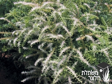 צורית - Sedum