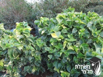 אקליפה - Acalypha