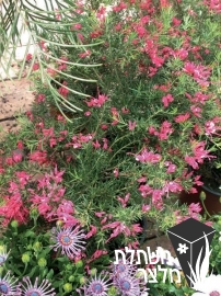 גרווליאה - Grevillea