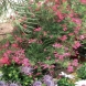 גרווליאה - Grevillea