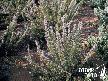 רוזמרין - Rosmarinus