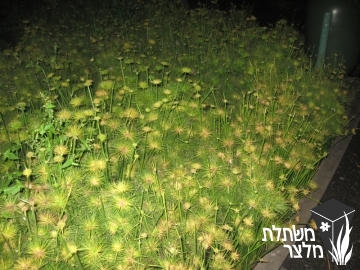 גומא - Cyperus