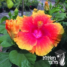 היביסקוס - Hibiscus