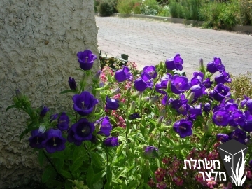 פעמונית - Campanula