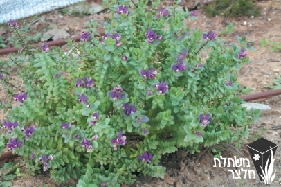 מרבה-חלב (פוליגלה) - Polygala