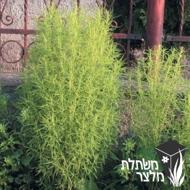 בסיית - Bassia (kochia)