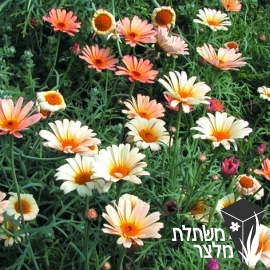 חרצית - Chrysanthemum