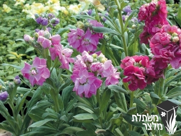 מנתור - Matthiola