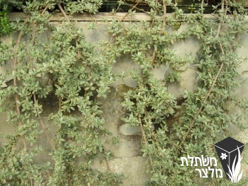 קופרוסמה - Coprosma