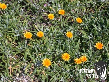 גזניה - Gazania