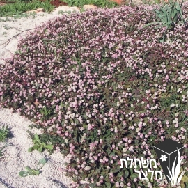 ארכבית - Polygonum