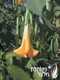 ברוגמנסיה (