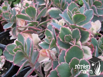 ניצנית - Kalanchoe