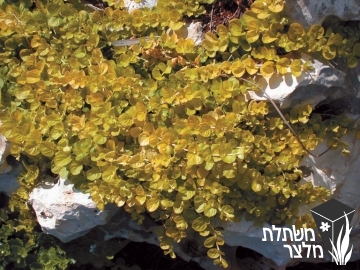 ליסימכיה - Lysimachia