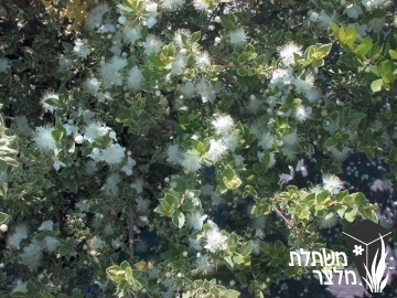 הדס - Myrtus