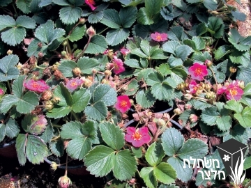 תות-שדה - Fragaria