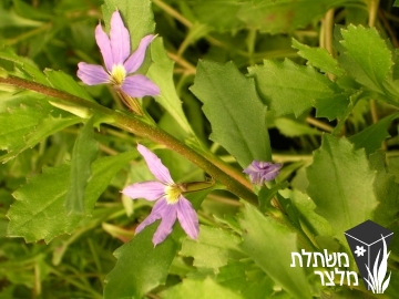 סקבולה - Scaevola