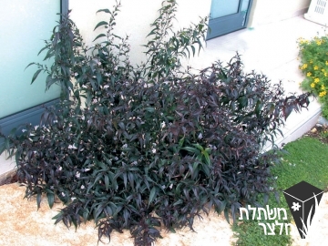 איצטרובלנית - Strobilanthes