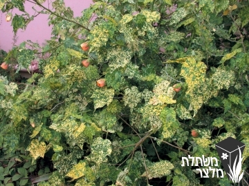 אבוטילון - Abutilon