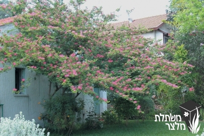 קליאנדרה - Calliandra