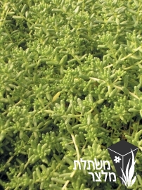 צורית - Sedum