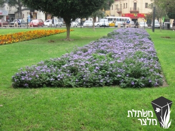 אגרטון - Ageratum