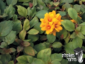 ליסימכיה - Lysimachia